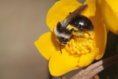 Andrena cineraria